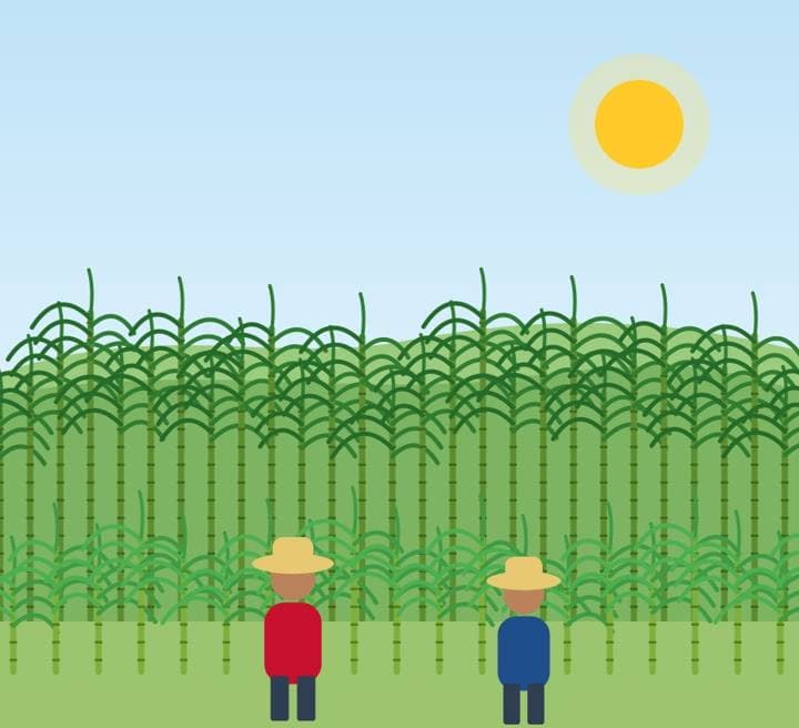 Ilustración del proyecto Cañicultor Nacional Integral